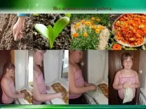 Календула - початкові класи, презентації календула