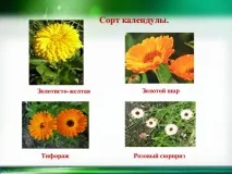 Календула - початкові класи, презентації календула