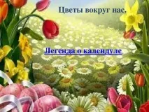 Календула - початкові класи, презентації календула