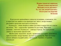 Календула - початкові класи, презентації календула