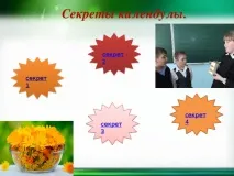 Календула - початкові класи, презентації календула