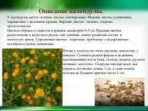Календула - початкові класи, презентації класи