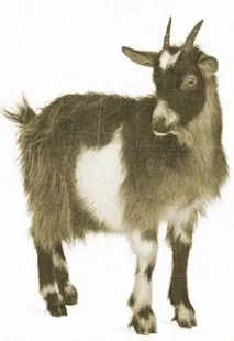 Козел, коза козел