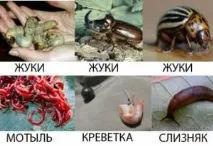 найкращі