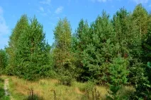 Меблі з дерева, чому віддати перевагу дерева