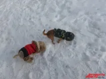 Собача любов Дуся