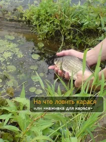 На що ловити карася чи «наживка для карася» - Тихий вир ловити