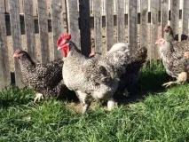 Необхідність вирощування важких порід курей відповідь фахівця порід
