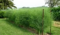Чи небезпечна спаржа – корисні властивості та шкода продукту корисні