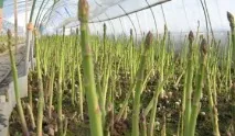 Чи небезпечна спаржа – корисні властивості та шкода продукту корисні
