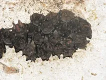 Очковий листоніс (Carollia perspicillata) perspicillata