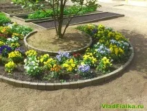 Однорічні квіти, що ростуть у тіні, VladFialka все про фіалки і не тільки однорічні