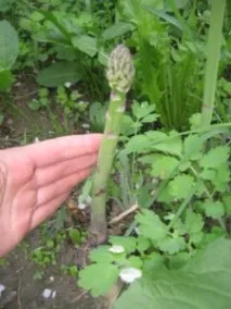 Чи небезпечна спаржа – корисні властивості та шкода продукту спаржа