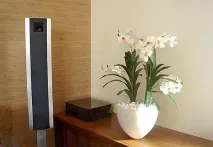 Орхідея мильтонія догляд у домашніх умовах та пересадка, відео та фото орхідея