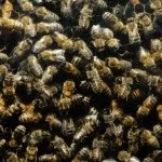 Бджолине підмор - користь та шкода настоянки, застосування при лікуванні в народній медицині підмор