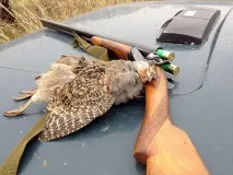 Ох вже ці куріпки! куріпки