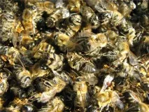 Бджолине підмор - користь та шкода настоянки, застосування при лікуванні в народній медицині користь