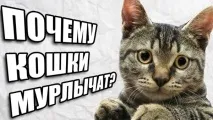 Чому кішки муркотять вчені розібралися чому
