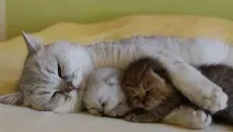 Чому кішки муркотять вчені розібралися чому