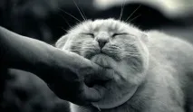Чому кішки муркотять вчені розібралися муркотять