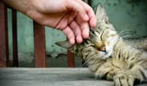 Чому кішки муркотять вчені розібралися муркотять