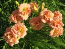 daylilies