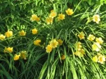 daylilies