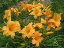 daylilies