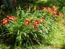 daylilies