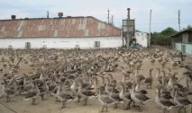 Розведення гусей як бізнес вигідне чи ні гусенят