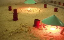 Розведення гусей як бізнес вигідне чи ні розведення
