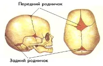 Джерело у новонароджених коли заростає, відхилення від норми заростає