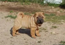 милий
