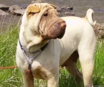 милий