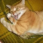 котів