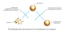 людини