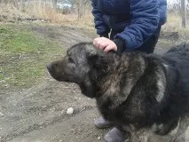 Собачники, будьте добрішими! собак