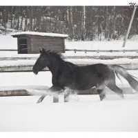 Старі фотографії коней фотографії