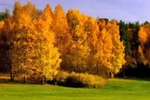 Вірші про жовтень - читати, вірші про жовтень вірші