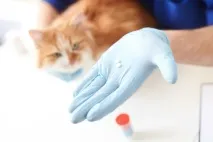 Таблетки від глистів для котів - огляд кращих препаратів котів