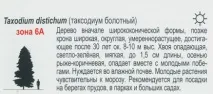 Таксодій (болотний кипарис) таксодій