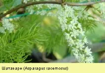 Трави для збільшення кількості молока молока