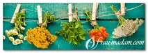 Трави корисні властивості та вплив на шкіру обличчя трави