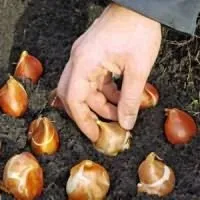 Тюльпани посадка восени посадка