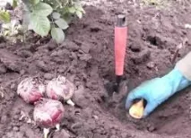 Тюльпани посадка восени посадки