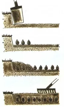 Тюльпани посадка восени восени