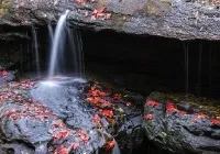 категорія