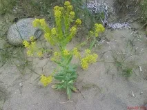 ярмарок
