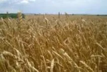 Вирощування пшениці кущами вирощування