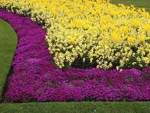 Види квітників у ландшафтному дизайні та їх фото - Енциклопедія квітів енциклопедія